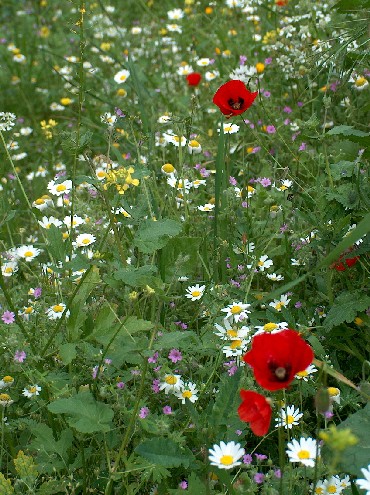 野の花を楽しむ 春の散歩 ギリシャのごはん
