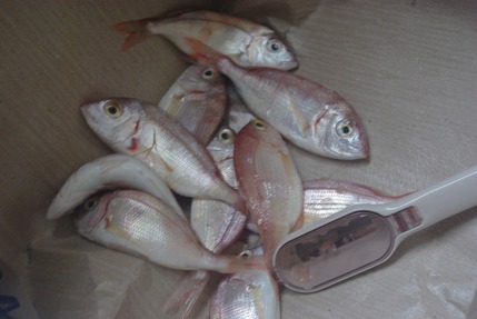 2016.09.21 fish