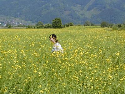 菜の花