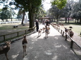 奈良公園2