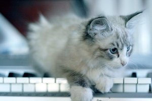 Piano kitty by =Apri1
