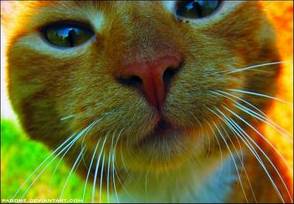 Cat Kiss by ~pagone