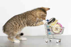 Kitty_mart_01_by_hoschie