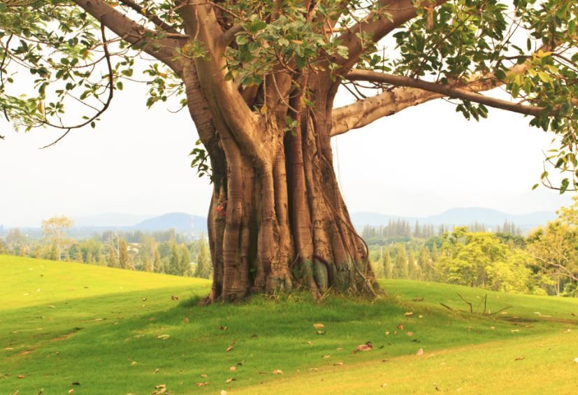 tree