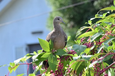 ハト2