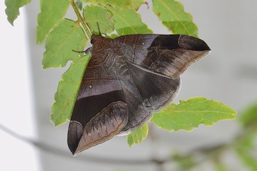ムラサキアシブトクチバ