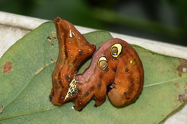 アケビコノハの幼虫