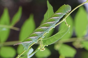 シモフリスズメの幼虫