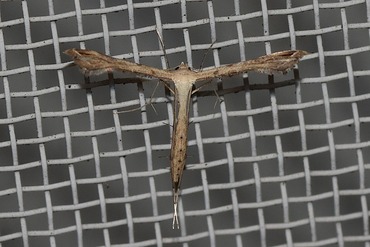トキンソウトリバ