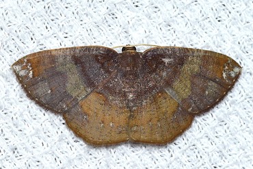 オオヨスジアカエダシャク