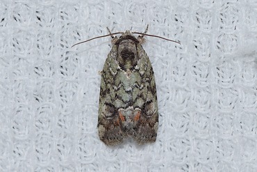 ウスアオキノコヨトウ