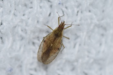 ウチワグンバイ