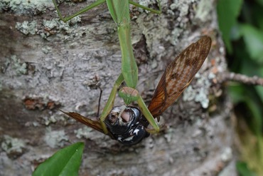 カマキリとセミ