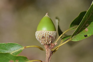 ドングリ虫の穴1
