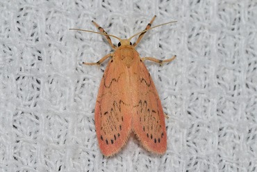 ベニヘリコケガ?