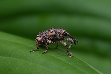マダラアシゾウムシ