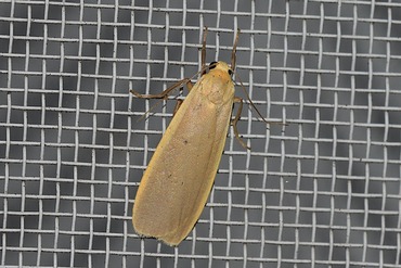 ムジホソバ?