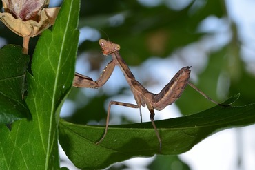 ハラビロカマキリの幼虫?