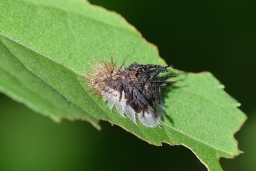 イチモンジカメノコハムシ幼虫