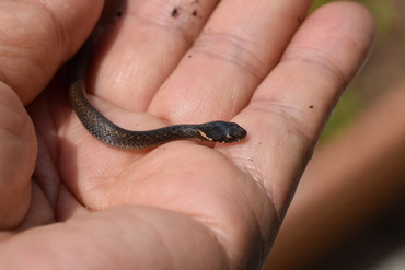 ヒバカリの子供