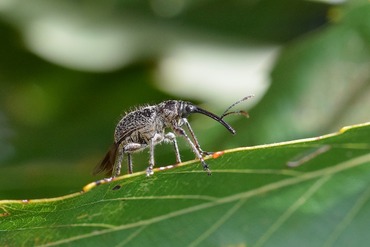 ドングリ虫