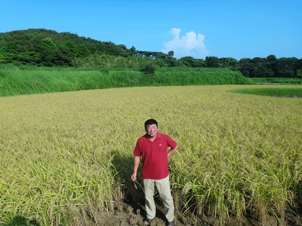 furukawa2013
