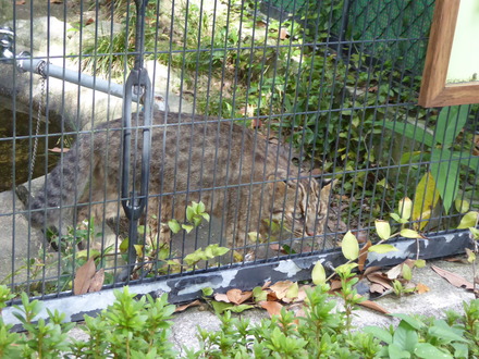 yamaneko15 10 11 (7)