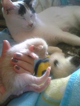 cats