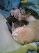 cats