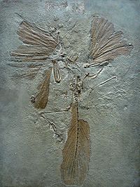 200px-Archaeopteryx_lithographica_paris
