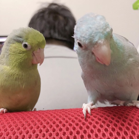 各社ケージレビュー【オカメインコ編】 : とりまみれ雑記