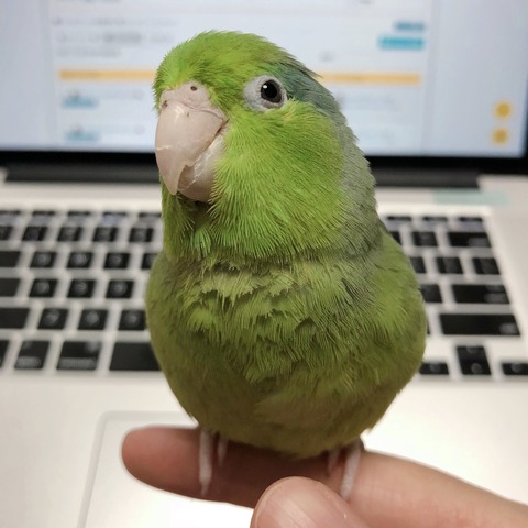 FullSizeRender
