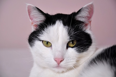 cats-796437_640