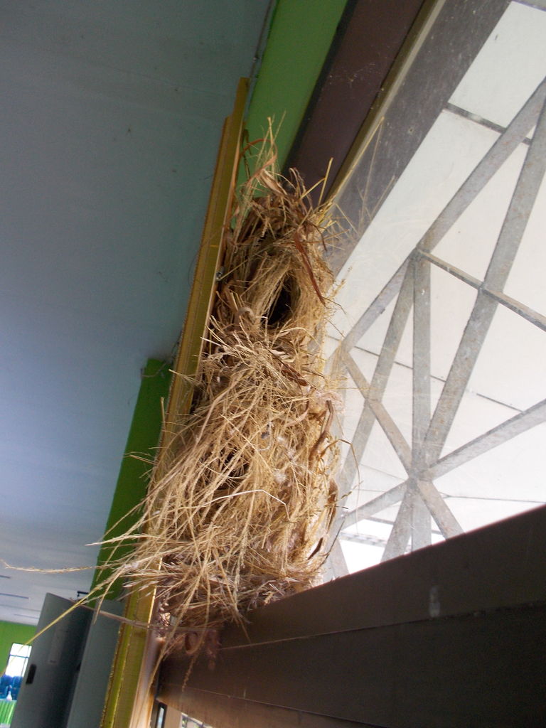 20180831-4 写真4.王さまの写真の裏にできた雀のお宿