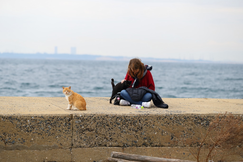 猫と人3