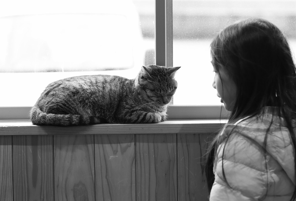 猫と人1
