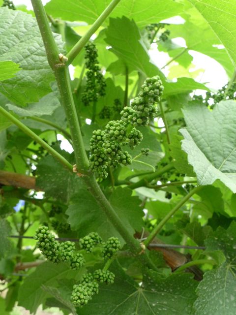 vineyard
