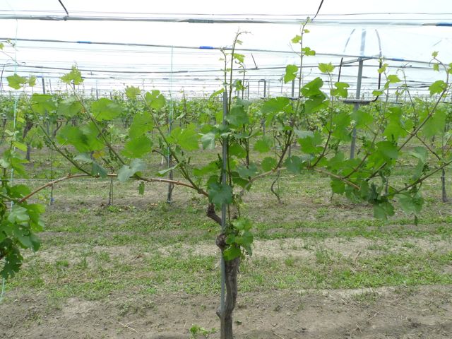 vineyard2