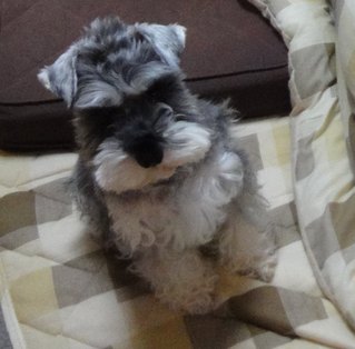 inu