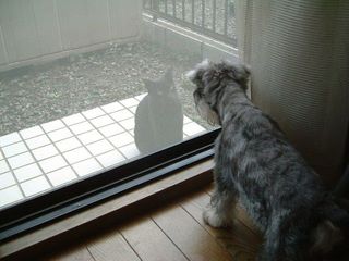 leica and cat