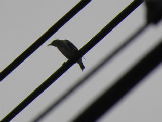 DSCN0015