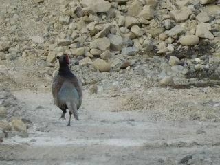 DSCN7706