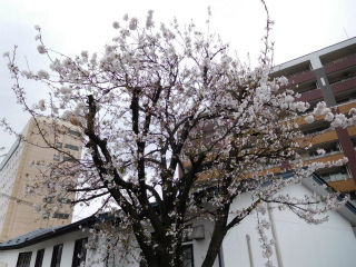 DSCN0133