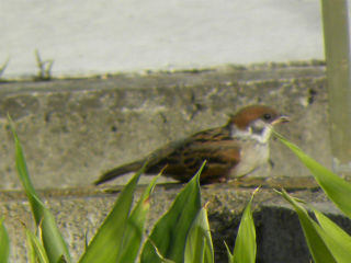 DSCN9711