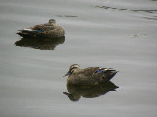 DSCN0017