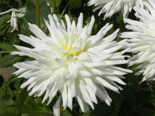 DSCN8684