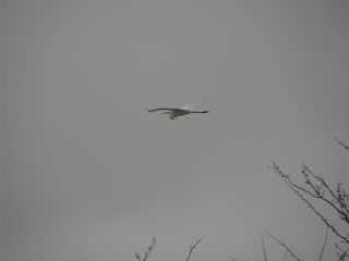 DSCN0488