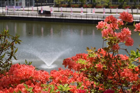 DSC_0347