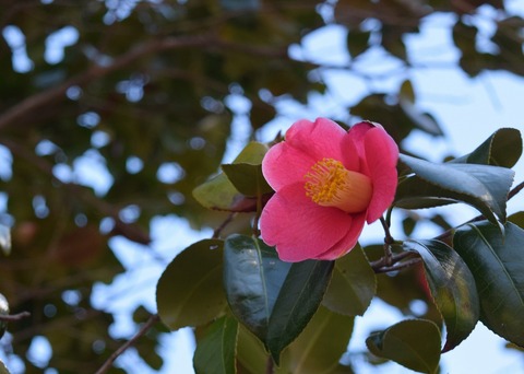 DSC_0173