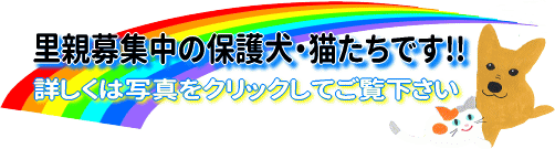 imagefddt
